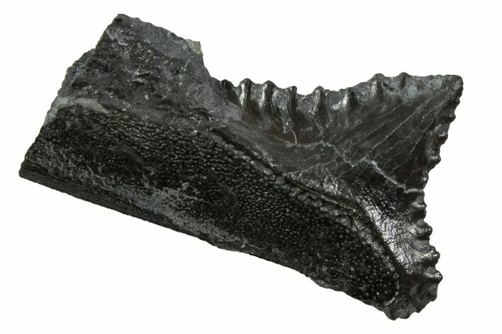 Bizarre Edestus Shark Tooth In Jaw Section - Carboniferous #231937